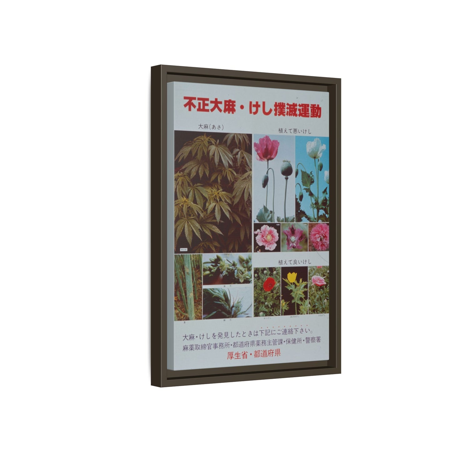 Japanese Anti-Narcotics Poster: Cannabis & Opium Poppies – Vintage Public Health. Matte. Framed canvas.