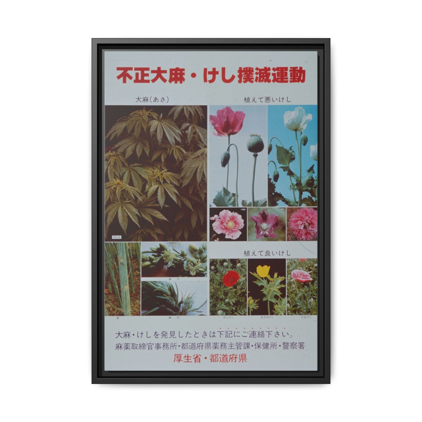 Japanese Anti-Narcotics Poster: Cannabis & Opium Poppies – Vintage Public Health. Matte. Framed canvas.