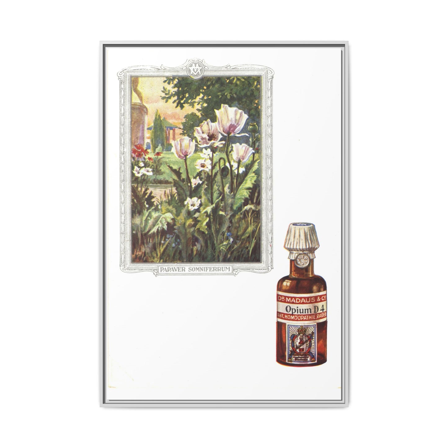 Papaver Somniferum &amp; Opium D4 – Vintage Medicinal Print. Matte. Framed canvas.