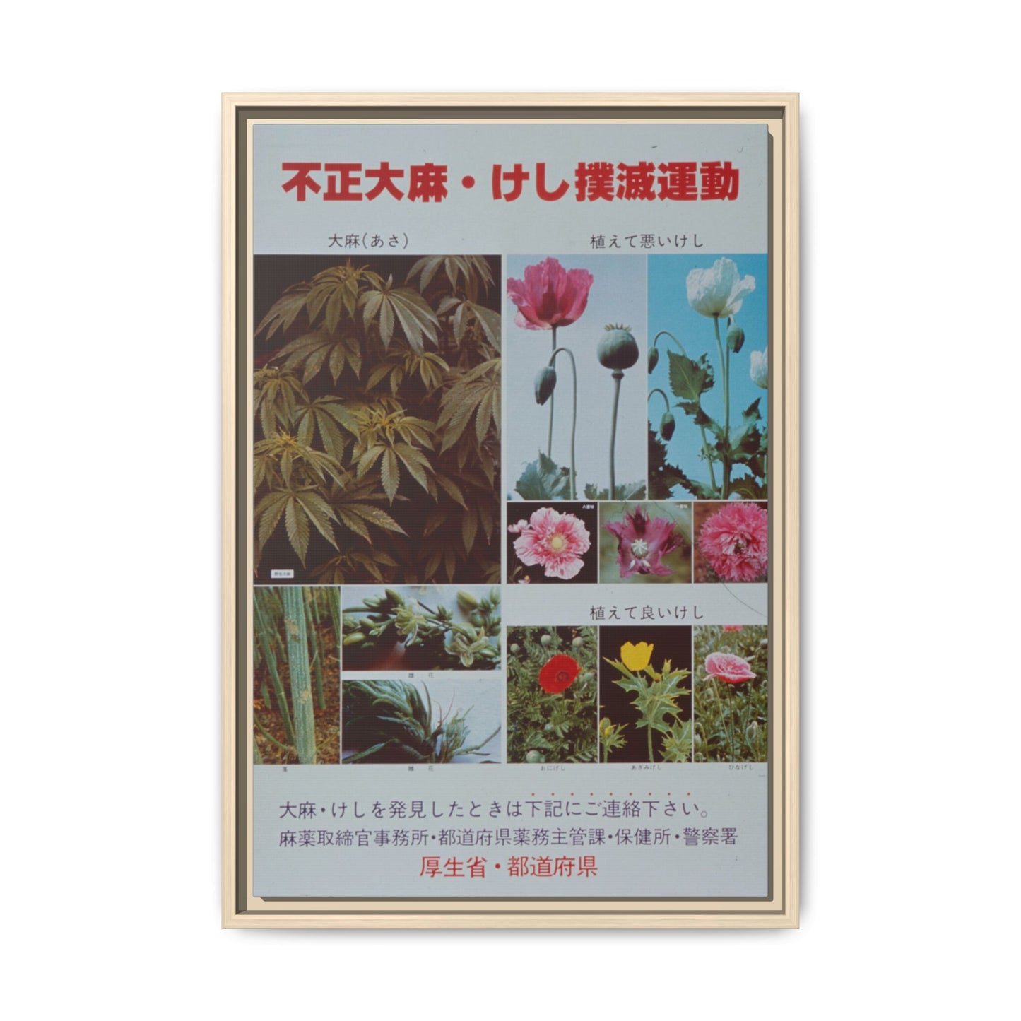 Japanese Anti-Narcotics Poster: Cannabis & Opium Poppies – Vintage Public Health. Matte. Framed canvas.