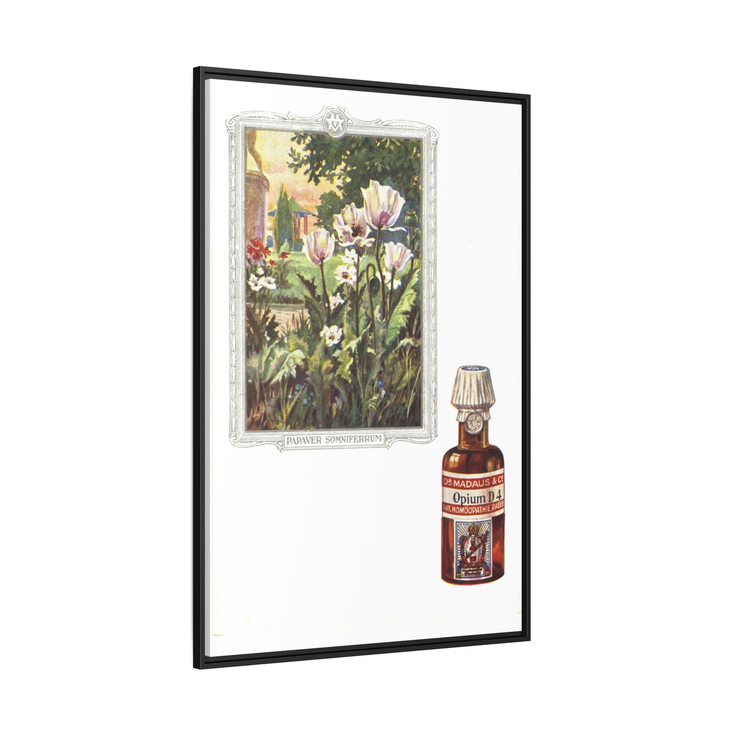 Papaver Somniferum &amp; Opium D4 – Vintage Medicinal Print. Matte. Framed canvas.