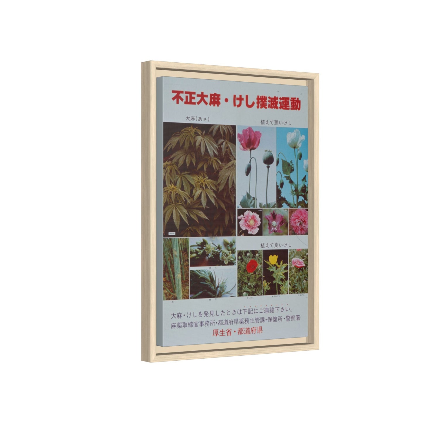 Japanese Anti-Narcotics Poster: Cannabis & Opium Poppies – Vintage Public Health. Matte. Framed canvas.