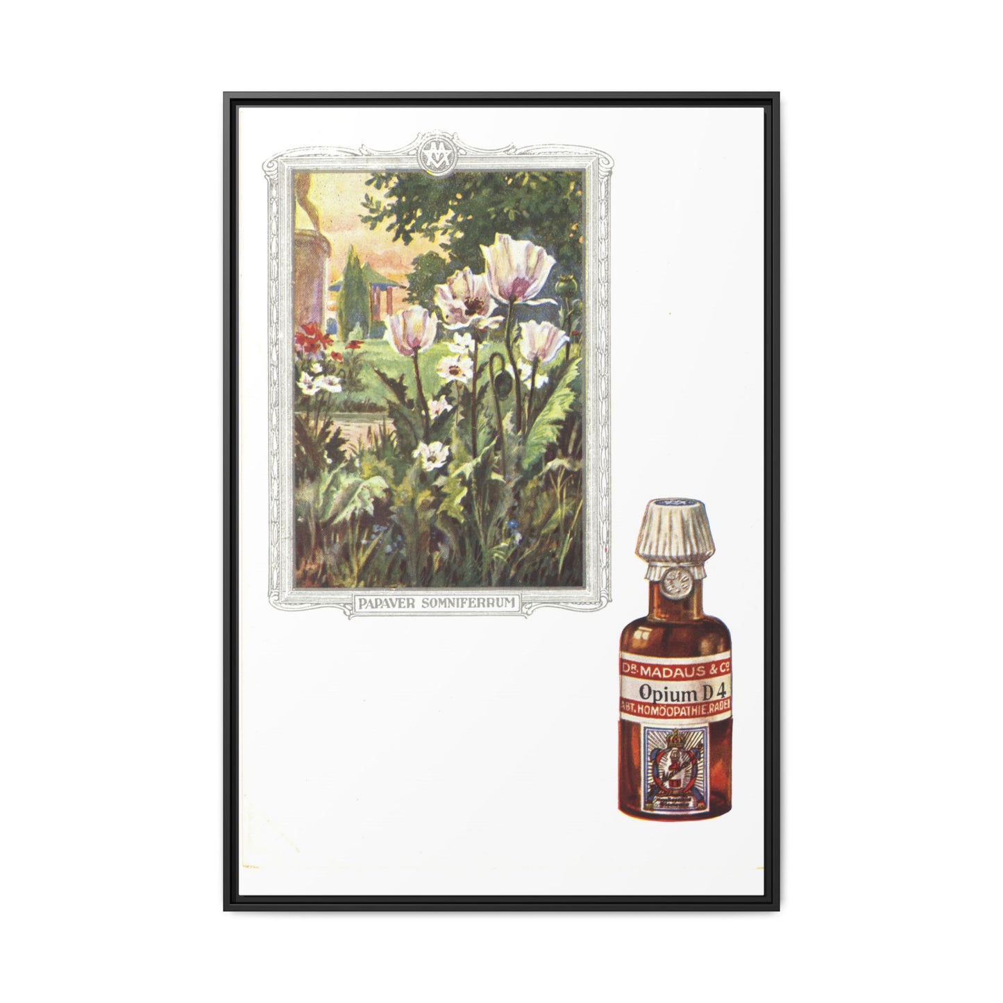 Papaver Somniferum &amp; Opium D4 – Vintage Medicinal Print. Matte. Framed canvas.