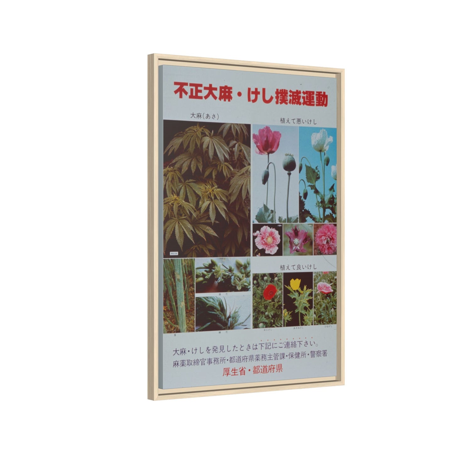 Japanese Anti-Narcotics Poster: Cannabis & Opium Poppies – Vintage Public Health. Matte. Framed canvas.