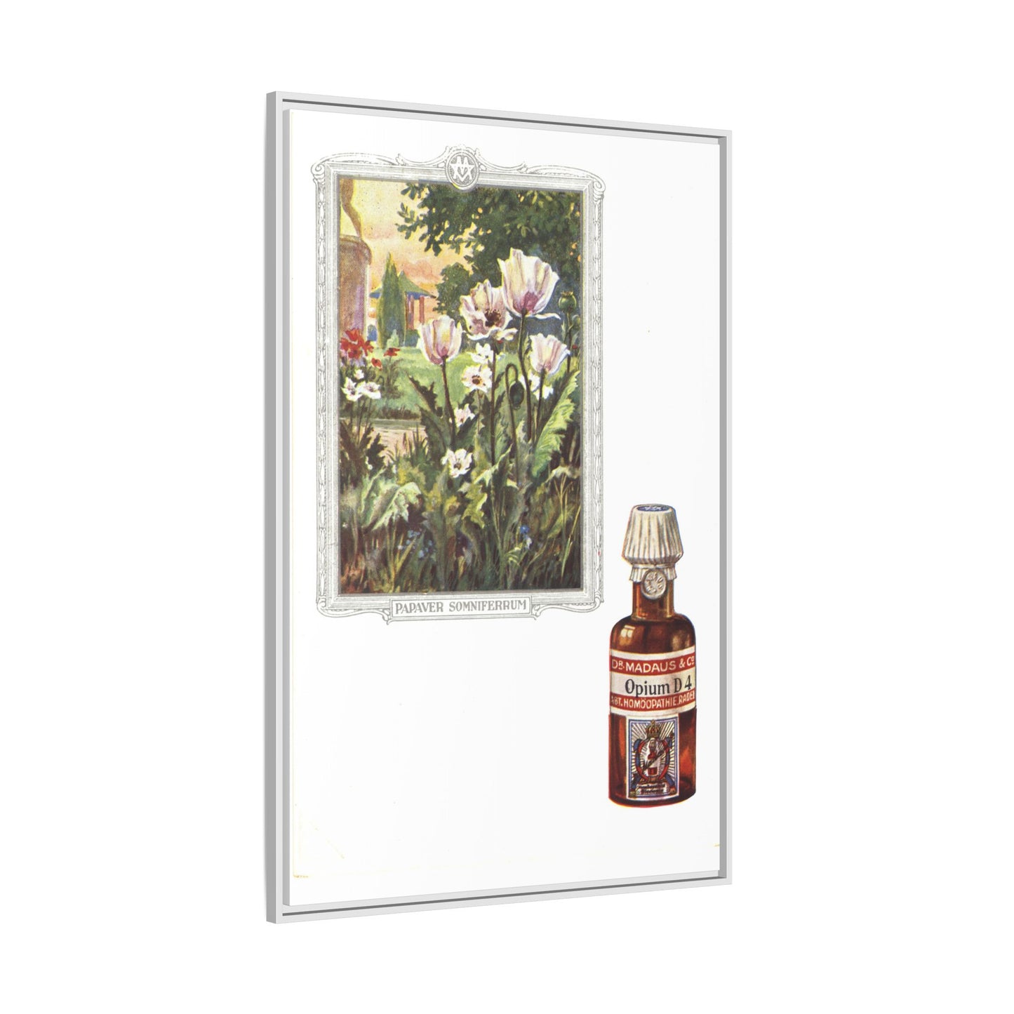 Papaver Somniferum &amp; Opium D4 – Vintage Medicinal Print. Matte. Framed canvas.